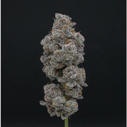 Green Dynasty - Green Dynasty | Glitter Bomb | Joints | 1g each | 10pk - 1