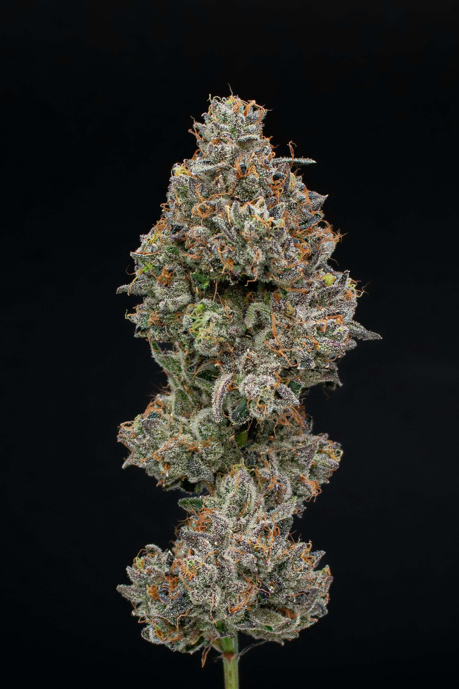 Green Dynasty - Green Dynasty | Black Cherry Bomb | Joint | 1g - 1