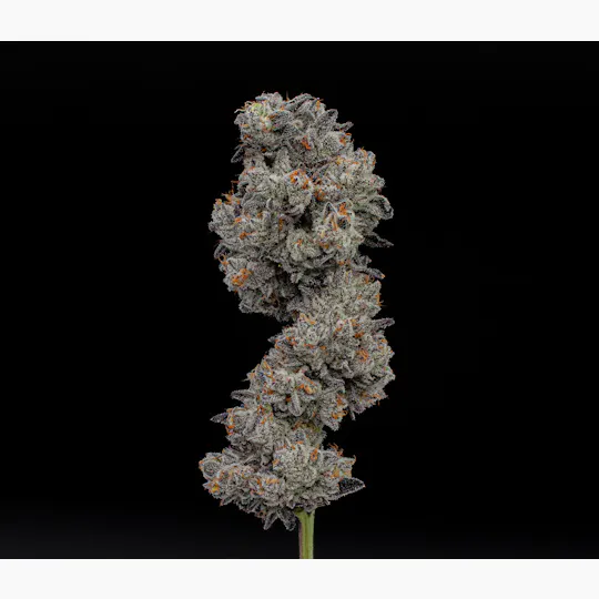 Green Dynasty - Green Dynasty | Hippy | Joints | 0.5g each | 20pk - 1