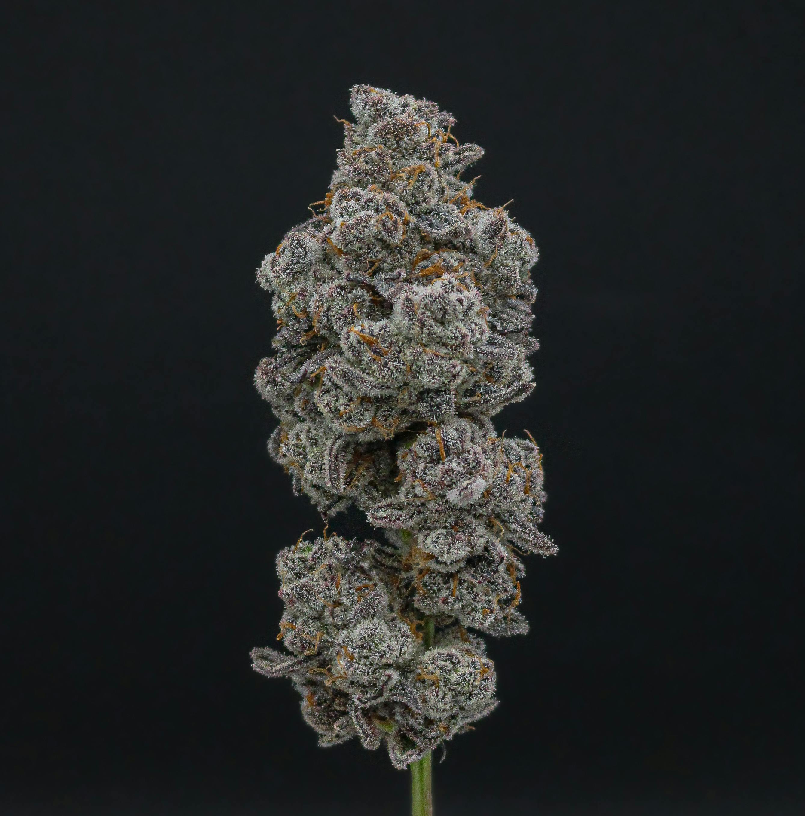 Green Dynasty - Green Dynasty | Glitter Bomb | Infused Joints | 0.5g each | 3pk - 1