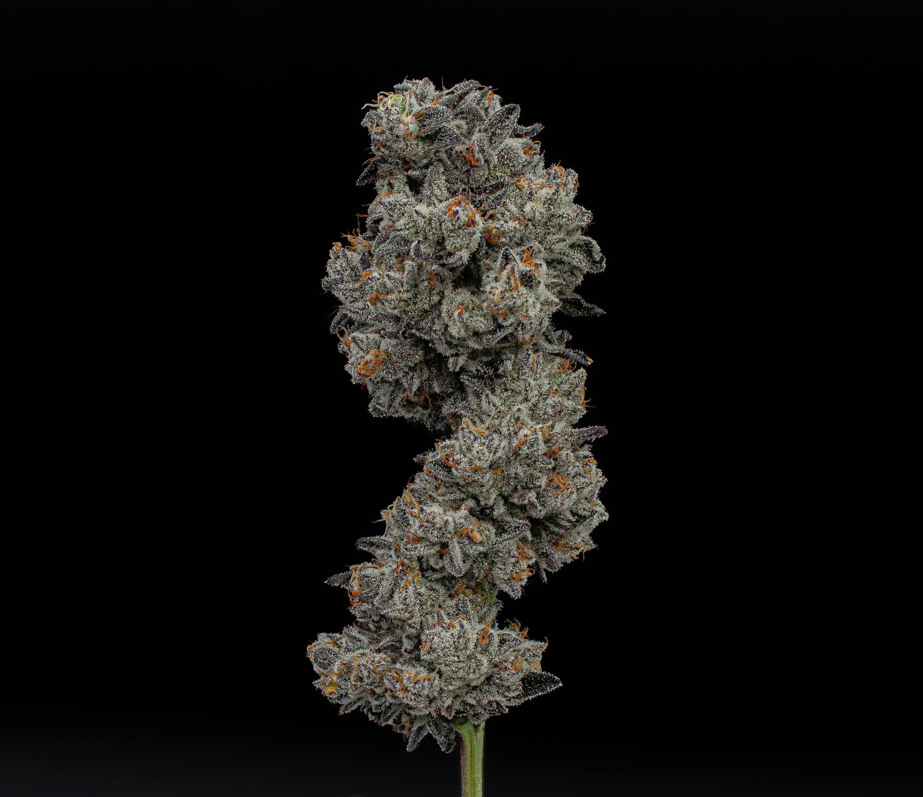 Green Dynasty - Green Dynasty | Hippy | Infused Joint | 1g - 1