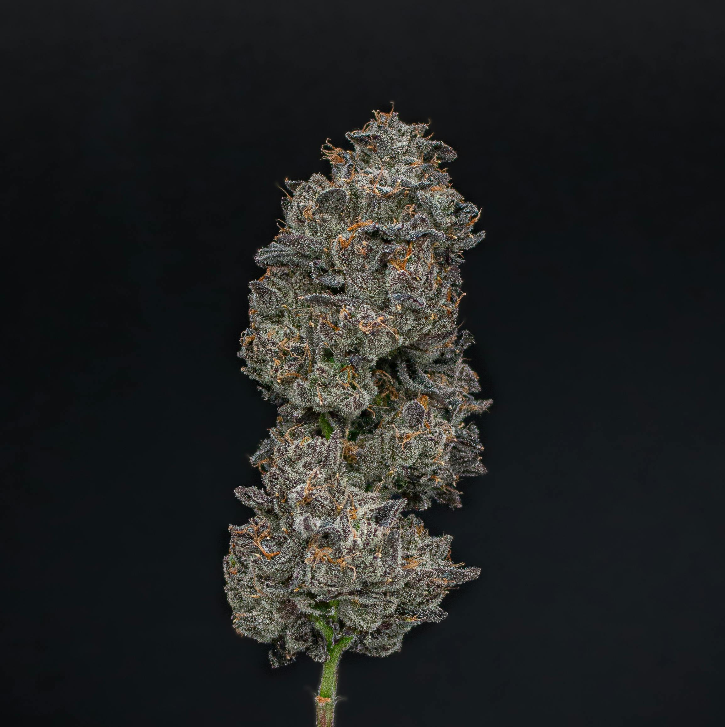 Green Dynasty - Green Dynasty | Hollywood Lemon Cherry Gelato | Infused Joint | 1g - 1