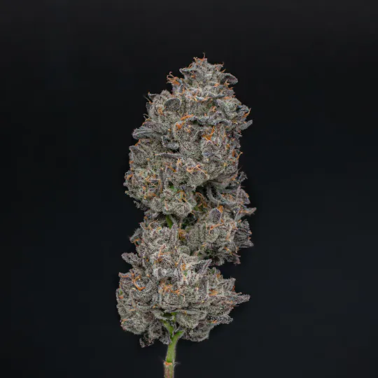 Green Dynasty - Green Dynasty | Hollywood Lemon Cherry Gelato | Infused Joint | 1g - 1