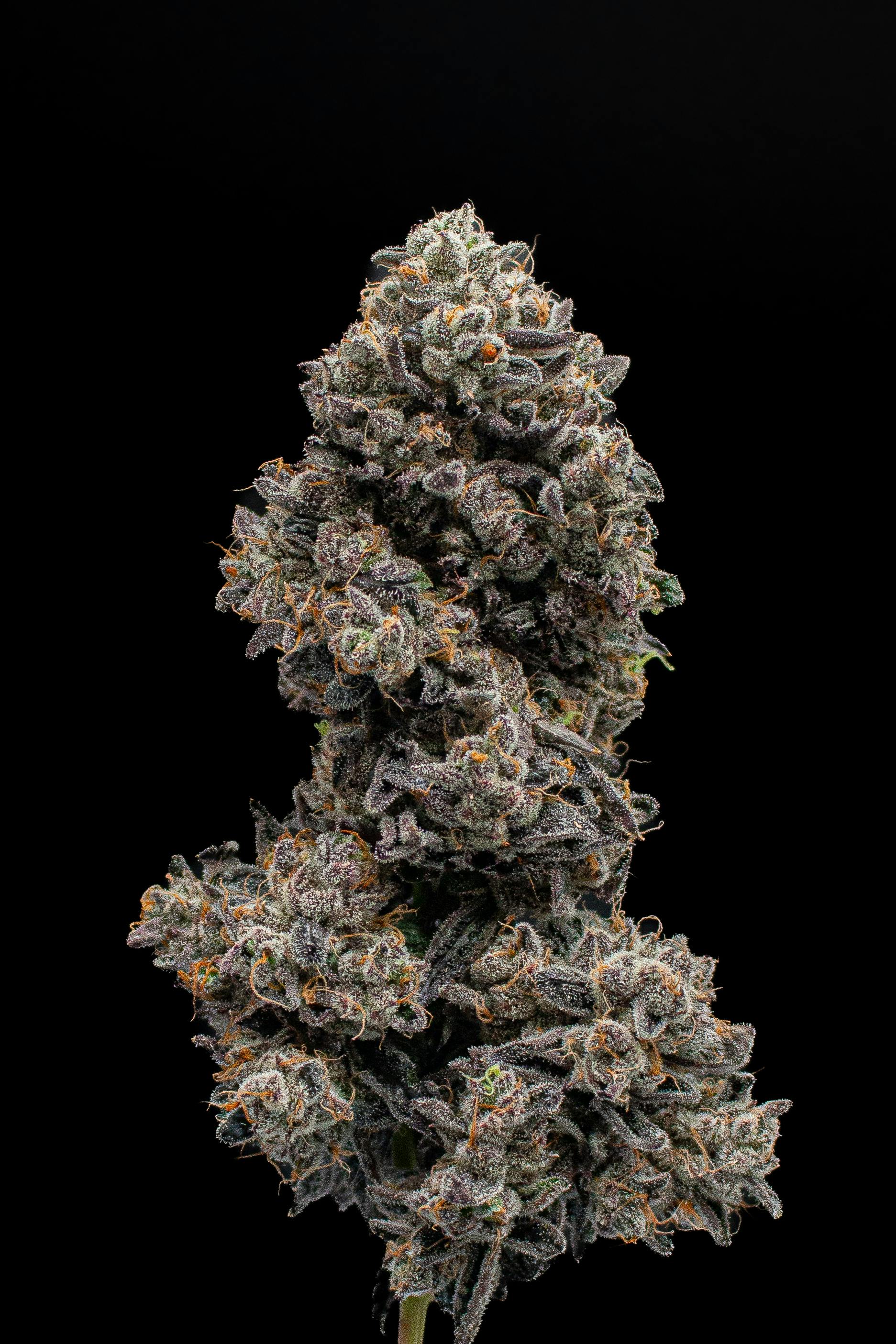 Green Dynasty - Green Dynasty | ZaDulcez | Joint | 1g - 1