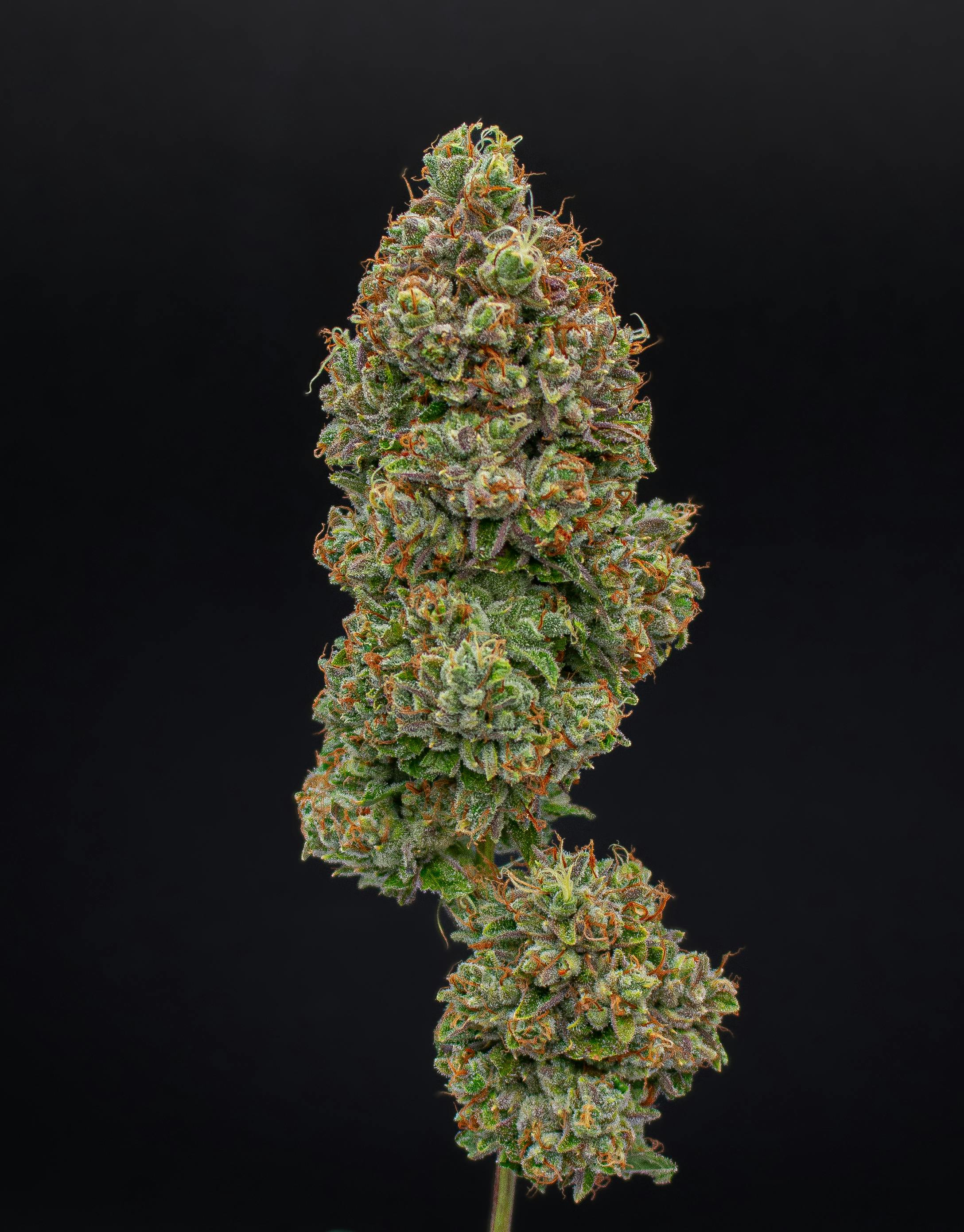 Green Dynasty - Green Dynasty | Skywalker OG | Joints | 0.5g each | 20pk - 1