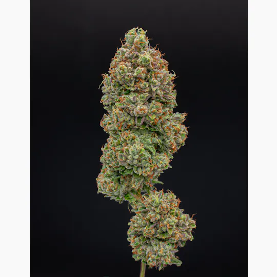 Green Dynasty - Green Dynasty | Skywalker OG | Joints | 0.5g each | 20pk - 1