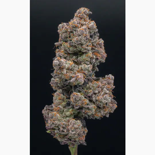 Green Dynasty - Green Dynasty | Modified Grapes | Infused Joint | 1g - 1