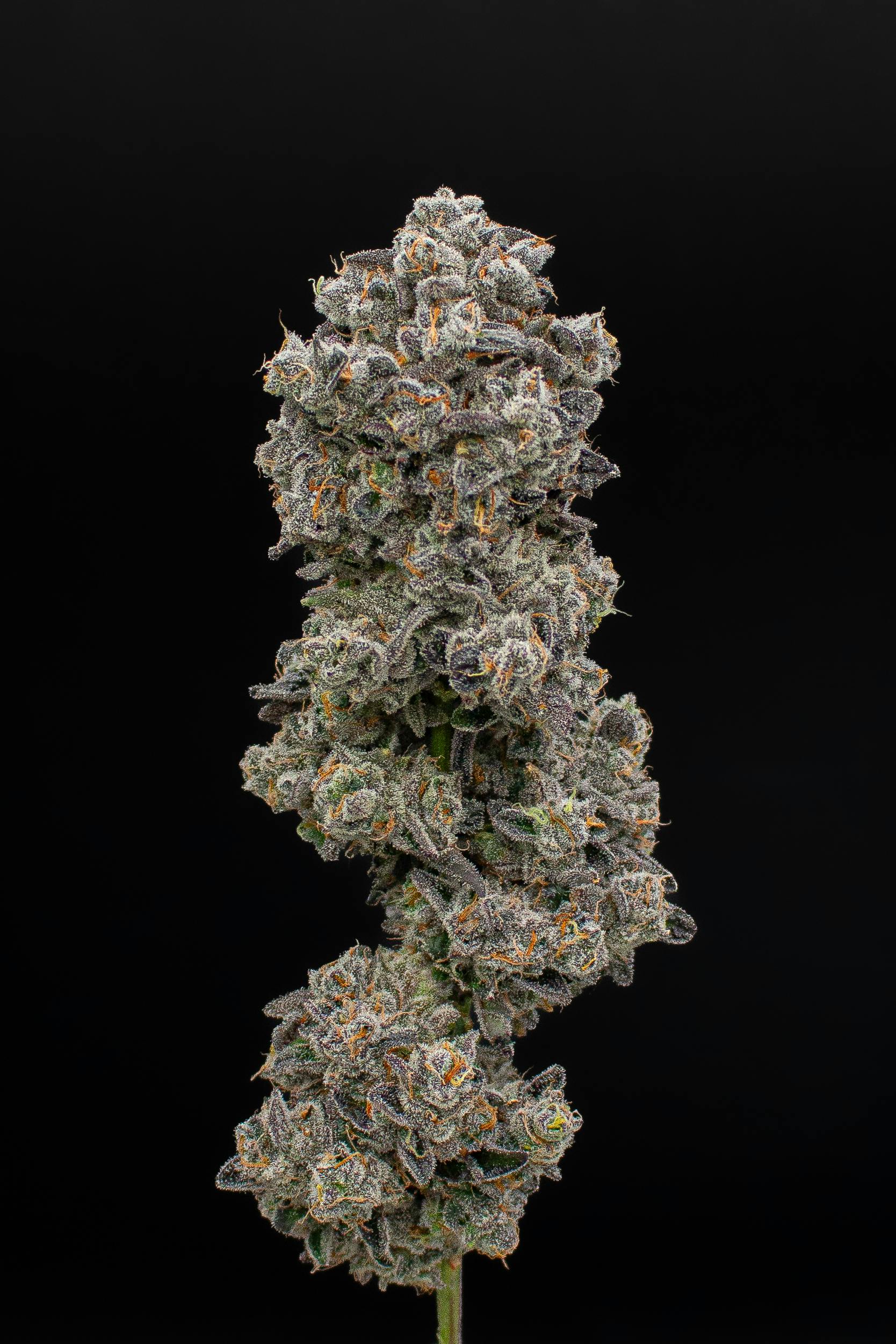 Green Dynasty - Green Dynasty | Mimosa | Infused Joints | 0.5g each | 3pk - 1