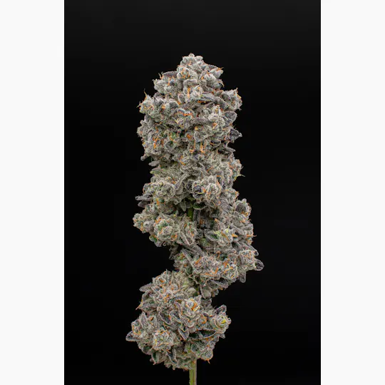 Green Dynasty - Green Dynasty | Mimosa | Infused Joints | 0.5g each | 3pk - 1