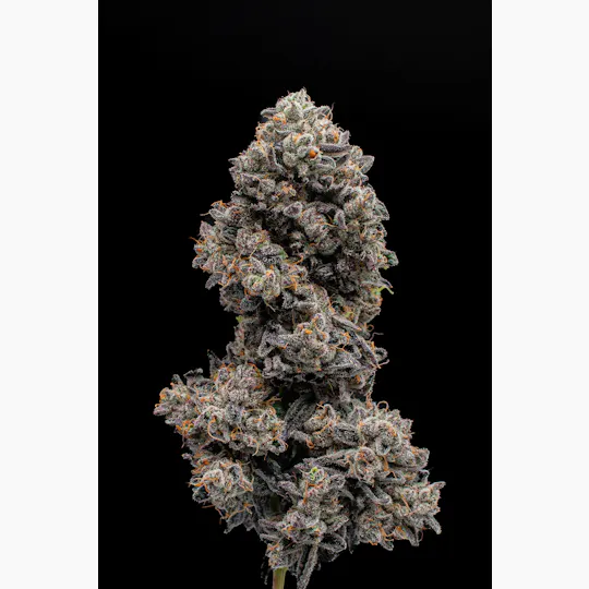 Green Dynasty - Green Dynasty | ZaDulcez | Infused Joints | 0.5g each | 3pk - 1