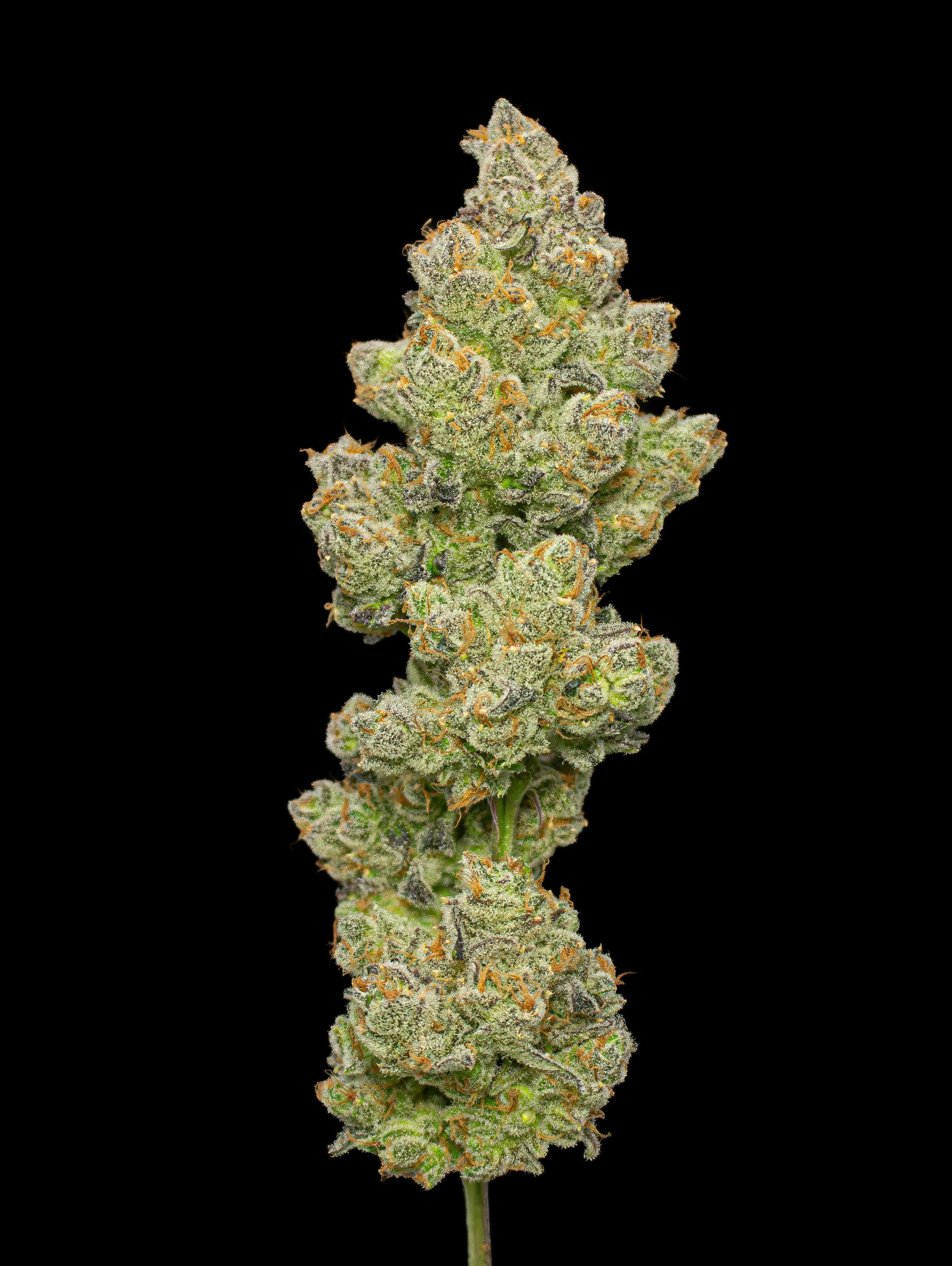 Green Dynasty - Green Dynasty | Super Green Crack | Infused Joint | 1g - 1