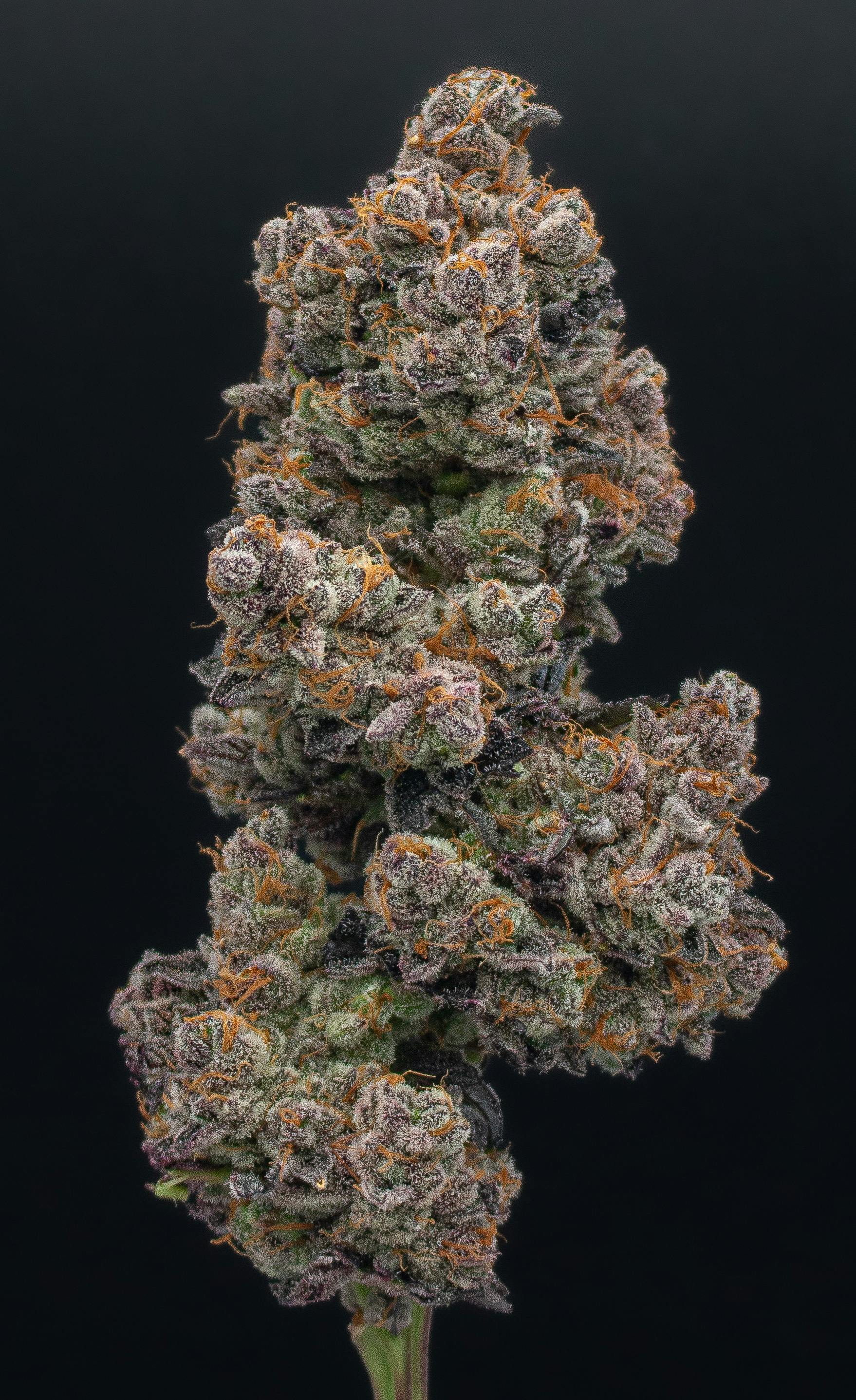 Green Dynasty - Green Dynasty | Modified Grapes | Infused Joints | 0.5g each | 3pk - 1