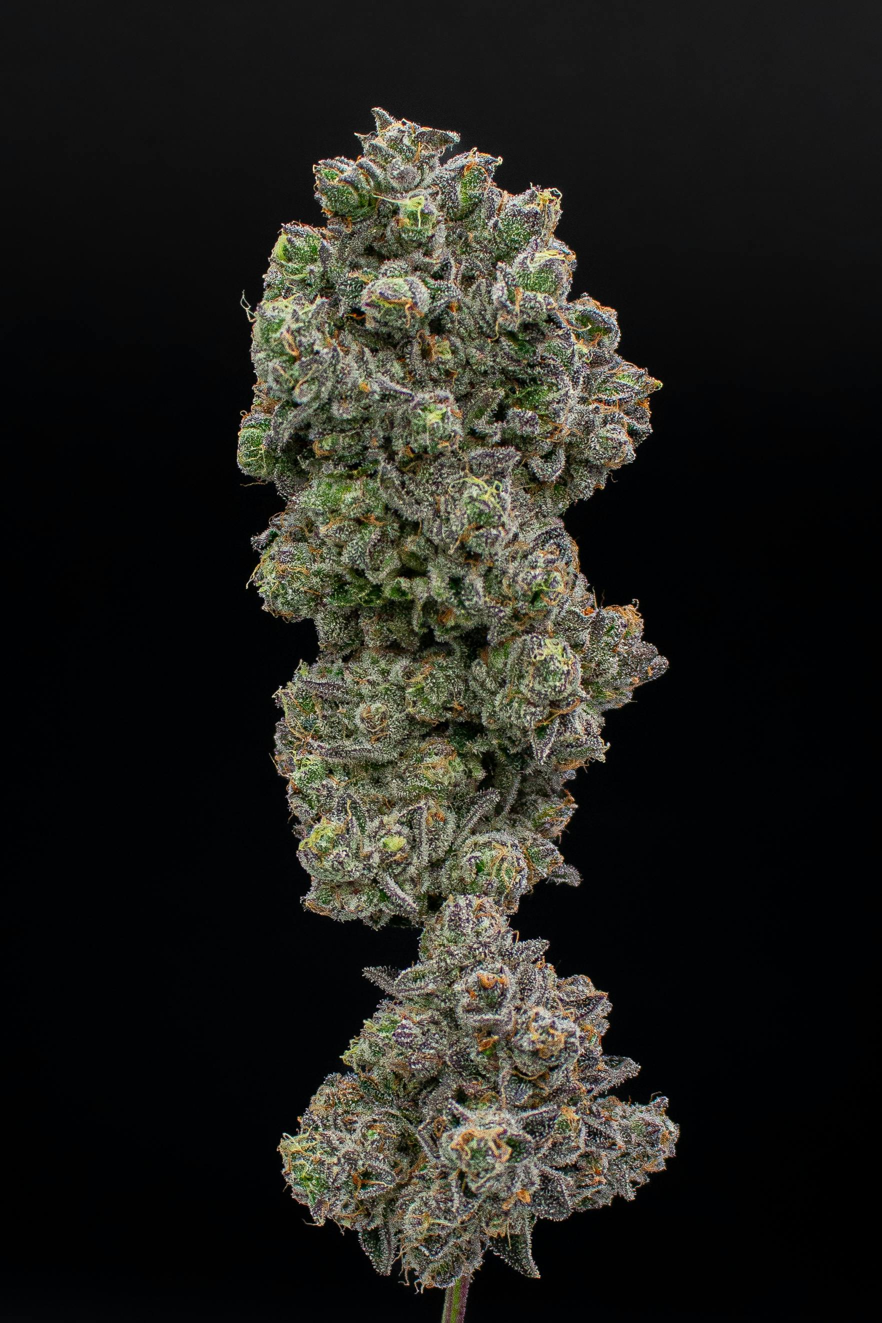 Green Dynasty - Green Dynasty | Gypsy Road | Infused Joints | 0.5g each | 3pk - 1