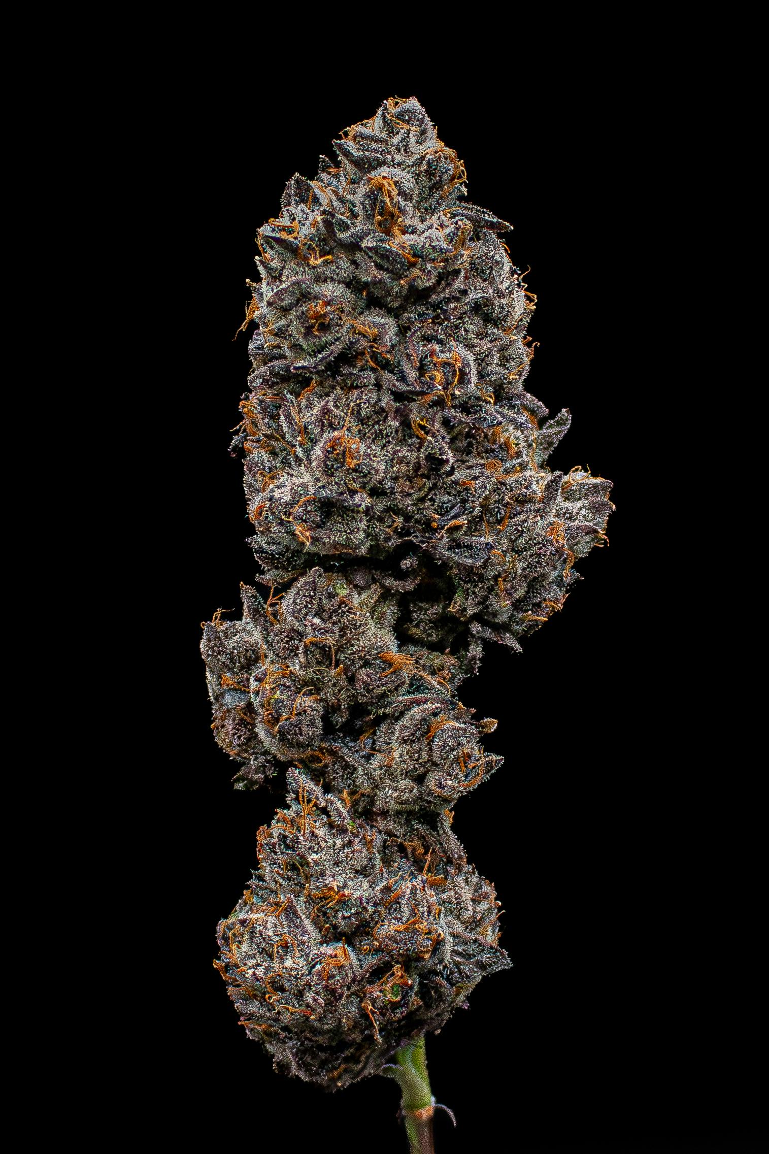 Green Dynasty - Green Dynasty | Lemon Dior | Infused Joint | 1g - 1