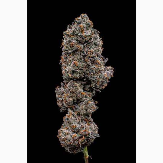 Green Dynasty - Green Dynasty | Lemon Dior | Infused Joint | 1g - 1