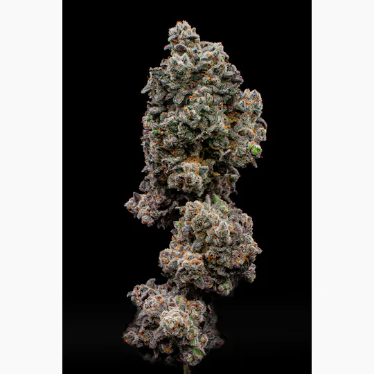 Green Dynasty - Green Dynasty | Splash | Infused Joint | 1g - 1