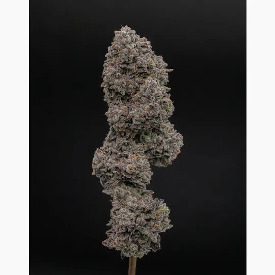 Green Dynasty - Green Dynasty | Gelato Runtz | Infused Joint | 1g - 1