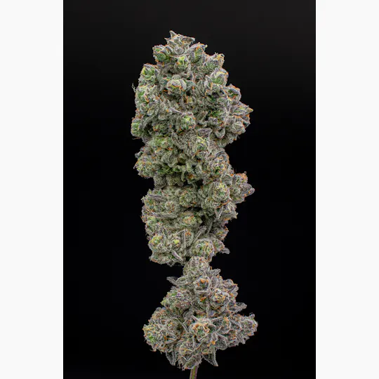 Green Dynasty - Green Dynasty | Gypsy Road | Joint | 1g - 1