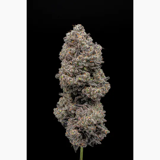 Green Dynasty - Green Dynasty | Blueberry Sugar | Joints | 1g each | 10pk - 1