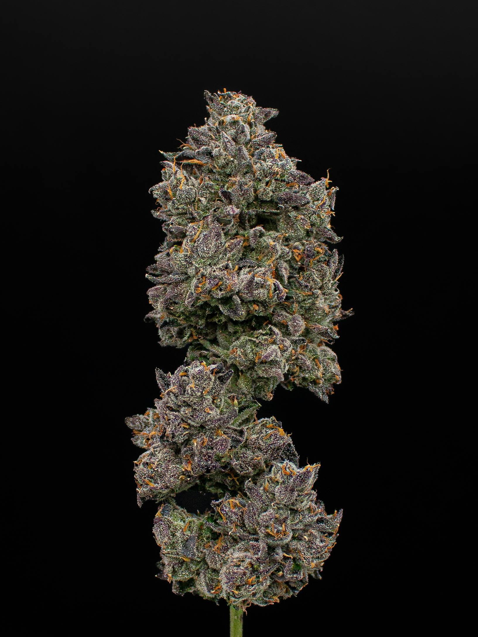 Green Dynasty - Green Dynasty | Pink Panther | Infused Joint | 1g - 1