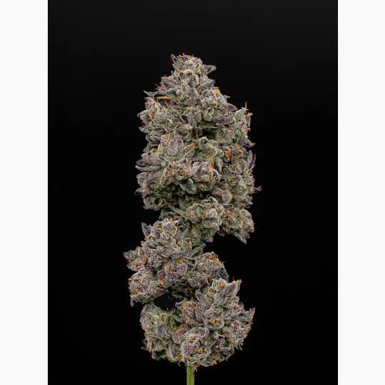 Green Dynasty - Green Dynasty | Pink Panther | Infused Joint | 1g - 1