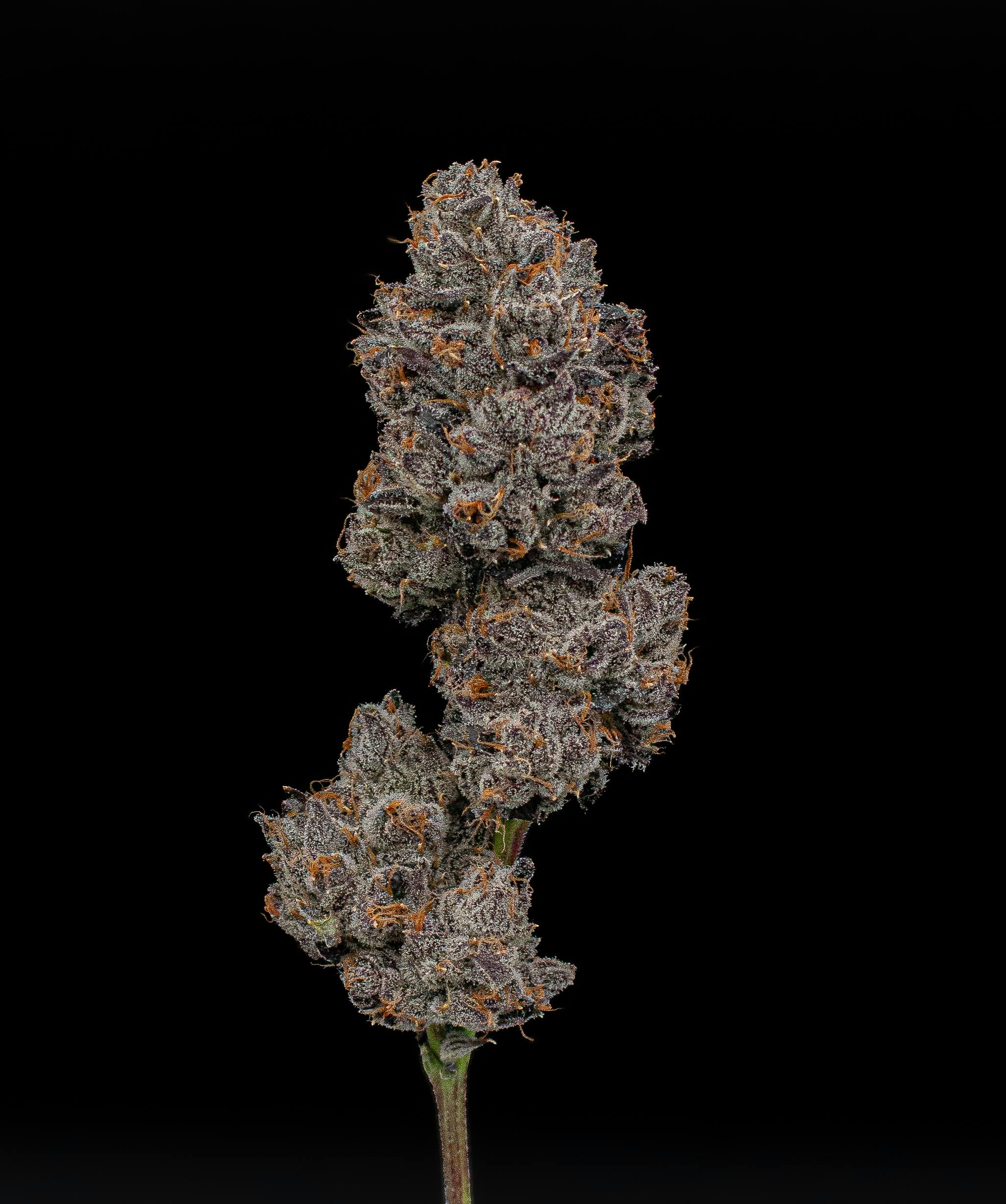 Green Dynasty - Green Dynasty | Pink Runtz | Infused Joints | 0.5g each | 3pk - 1