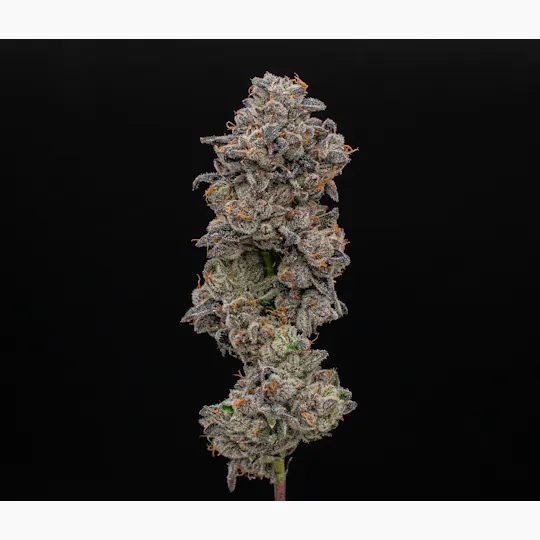 Green Dynasty - Green Dynasty | Runtz | Joints | 0.5g each | 20pk - 1