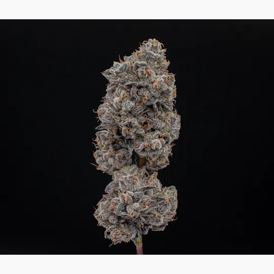 Green Dynasty - Green Dynasty | Strawberry Runtz | Joints | 0.5g each | 20pk - 1