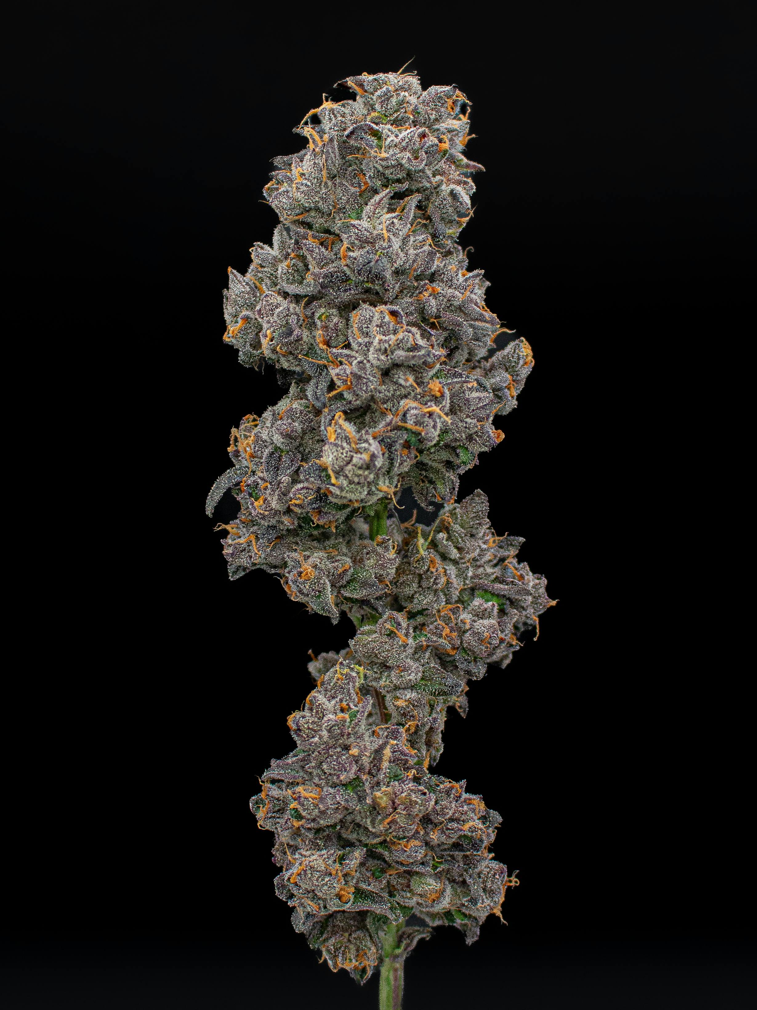 Green Dynasty - Green Dynasty | Borat | Infused Joints | 0.5g each | 3pk - 1