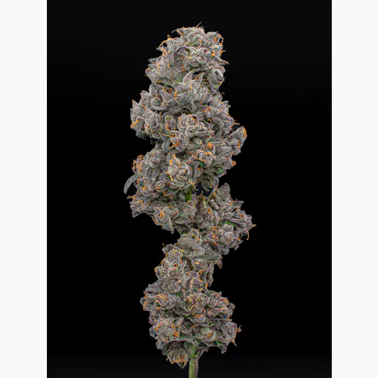 Green Dynasty - Green Dynasty | Borat | Infused Joints | 0.5g each | 3pk - 1