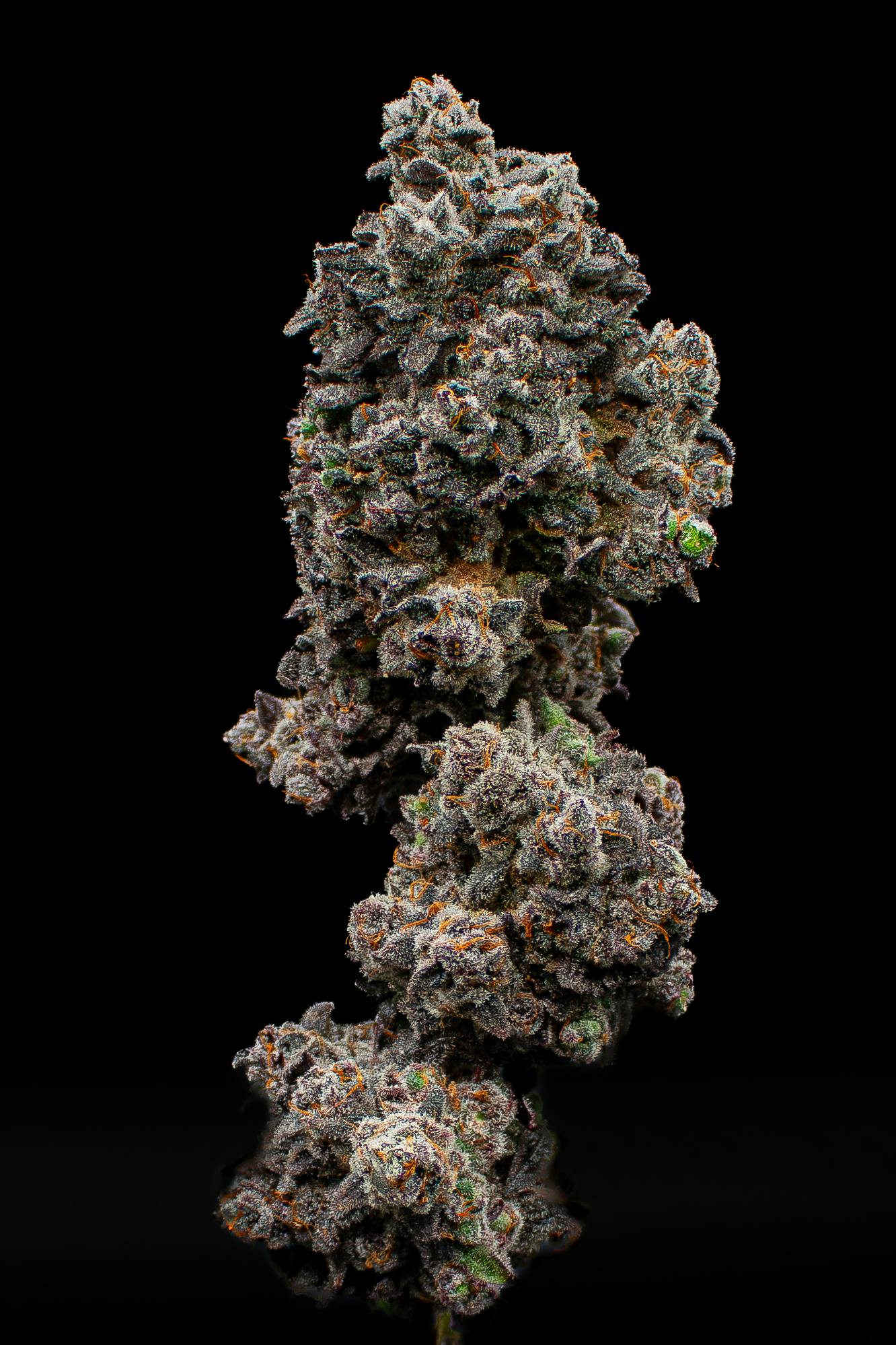 Green Dynasty - Green Dynasty | Splash | Joints | 0.5g each | 20pk - 1