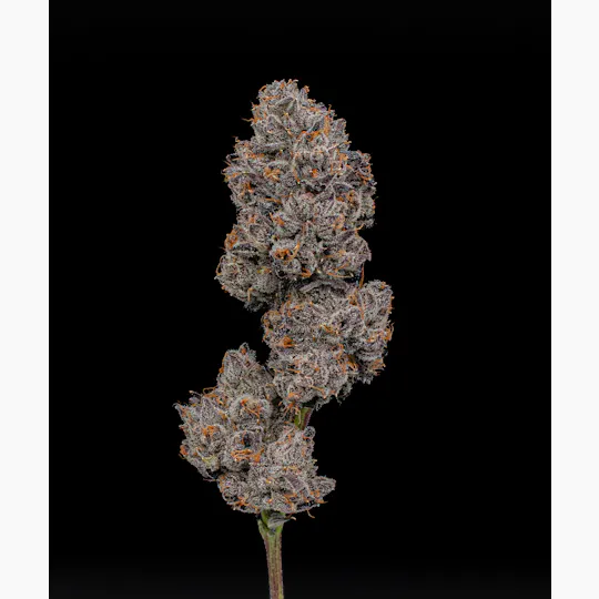 Green Dynasty - Green Dynasty | Pink Runtz | Infused Joint | 1g - 1