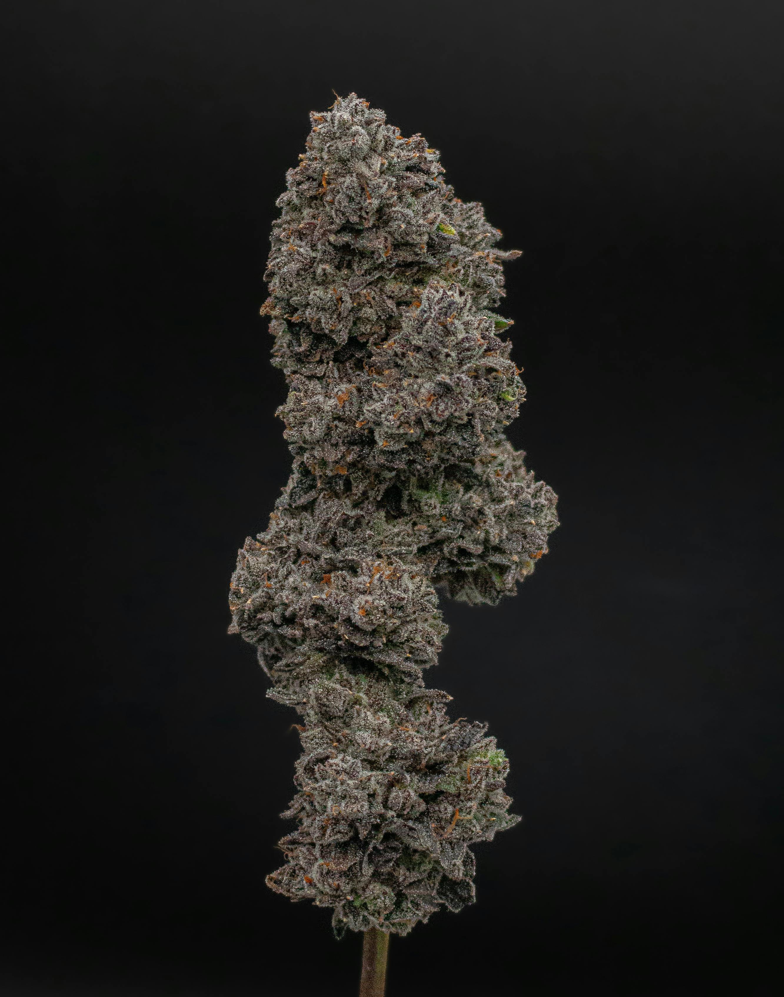 Green Dynasty - Green Dynasty | Gelato Runtz | Joints | 0.5g each | 20pk - 1