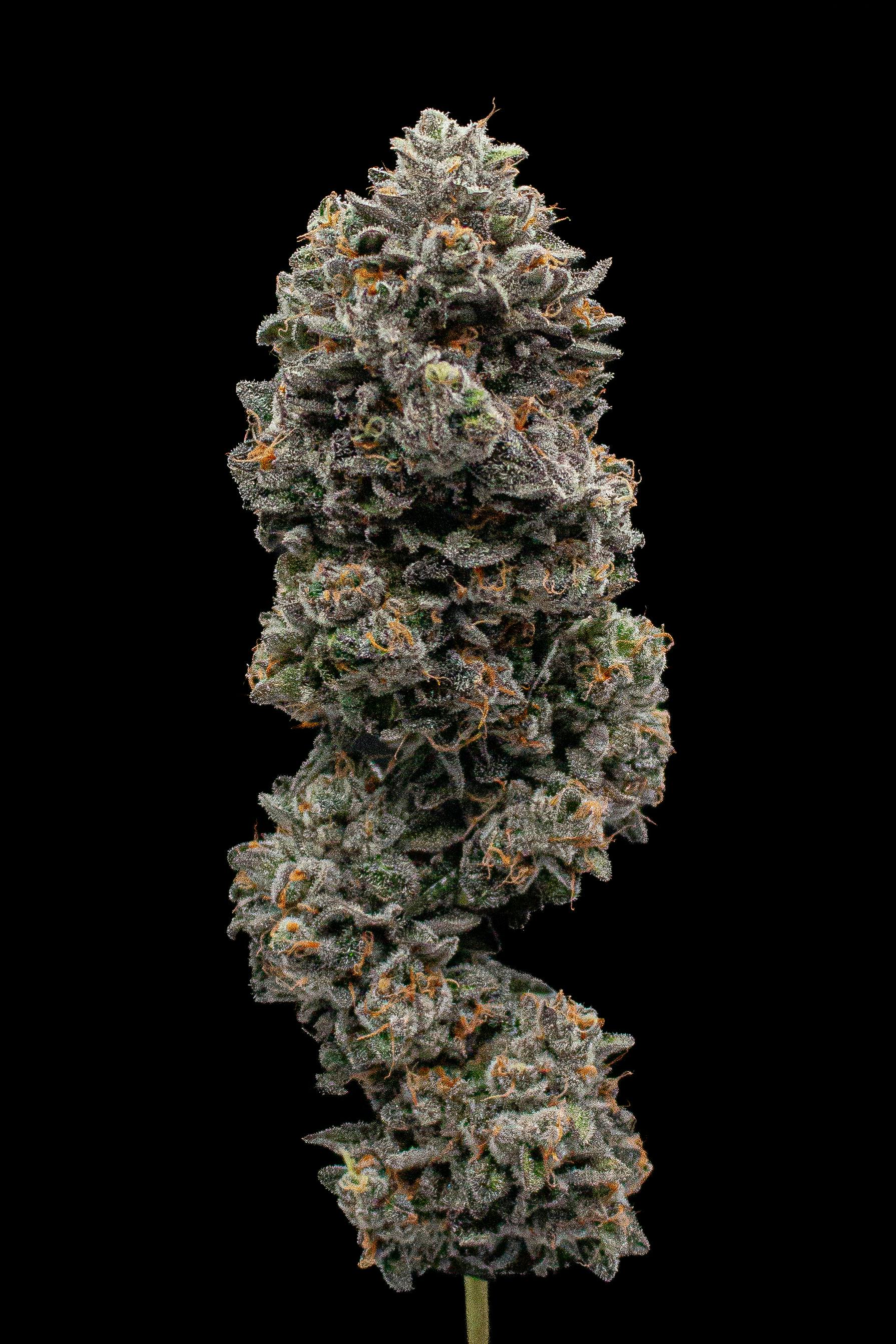 Green Dynasty - Green Dynasty | Rainbow Runtz | Joints | 0.5g each | 20pk - 1