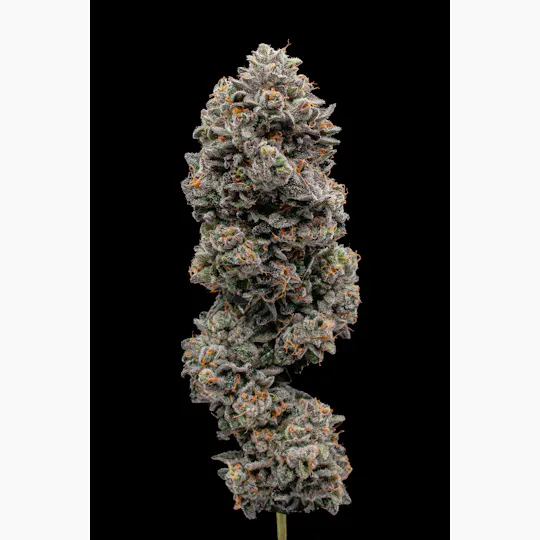 Green Dynasty - Green Dynasty | Rainbow Runtz | Joints | 0.5g each | 20pk - 1