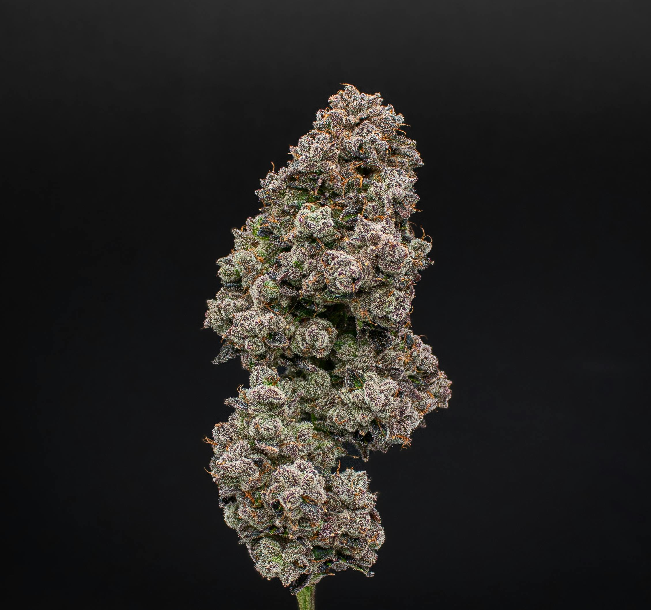 Green Dynasty - Green Dynasty | Ravens Revenge | Infused Joints | 0.5g each | 3pk - 1