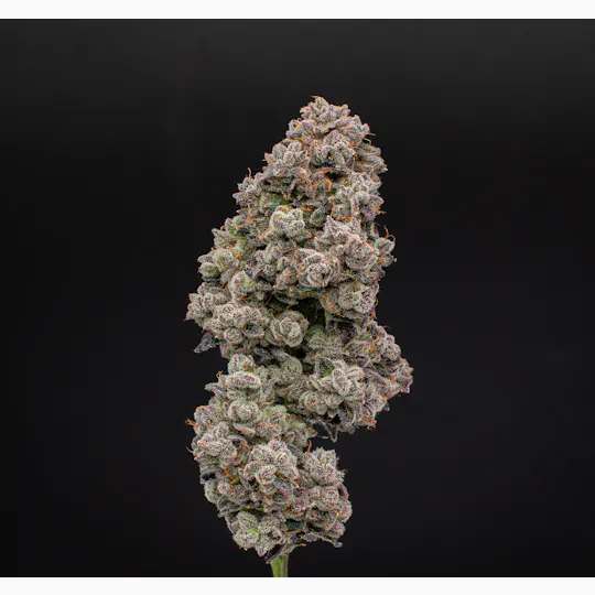 Green Dynasty - Green Dynasty | Ravens Revenge | Infused Joints | 0.5g each | 3pk - 1