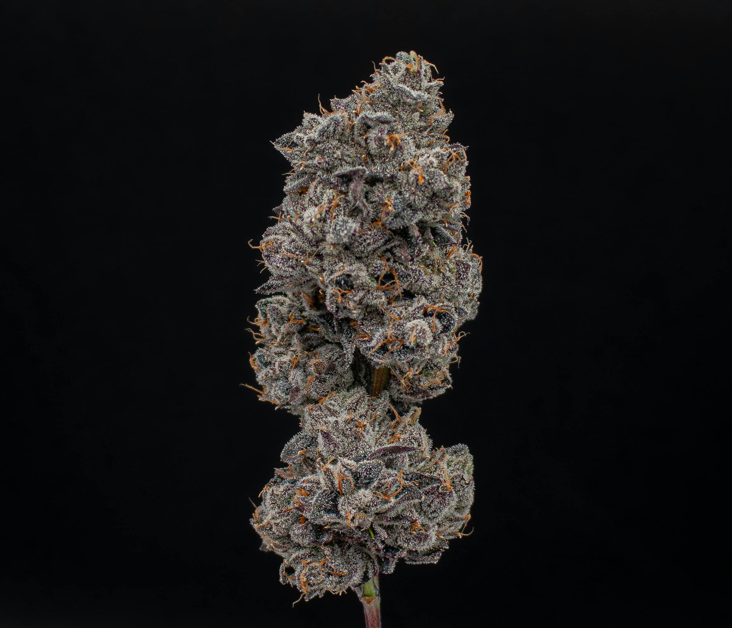 Green Dynasty - Green Dynasty | Strawberry Runtz | Infused Joint | 1g - 1