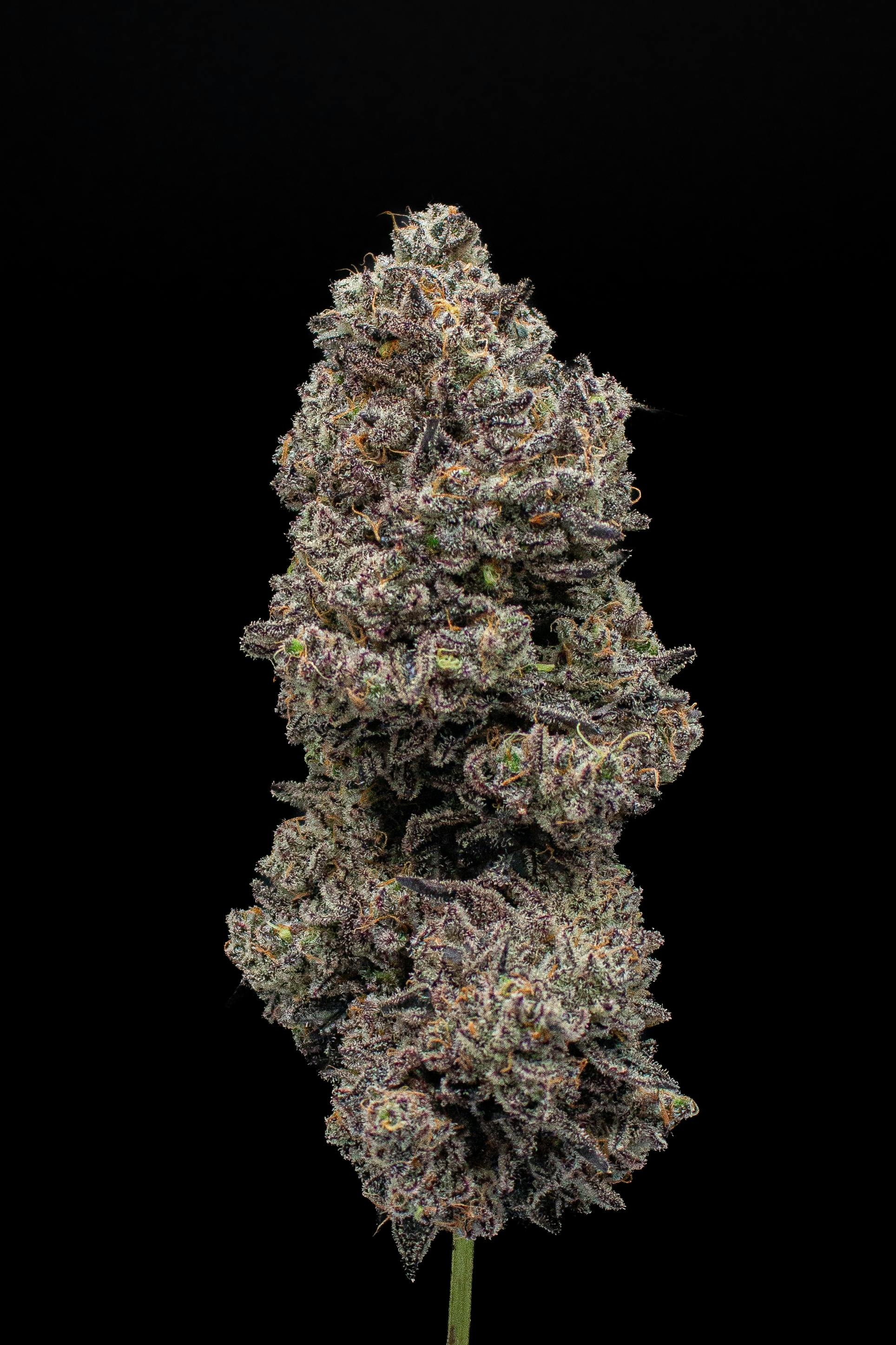 Green Dynasty - Green Dynasty | Blueberry Sugar | Joint | 1g - 1