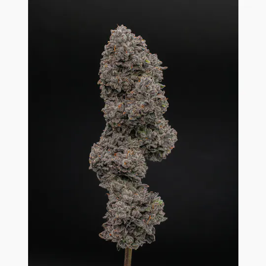 Green Dynasty - Green Dynasty | Gelato Runtz | Infused Joints | 0.5g each | 3pk - 1