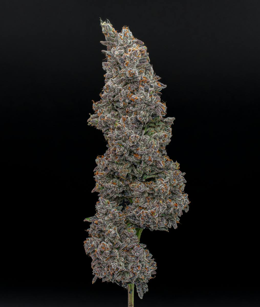 Green Dynasty - Green Dynasty | White Truffle | Infused Joints | 0.5g each | 3pk - 1