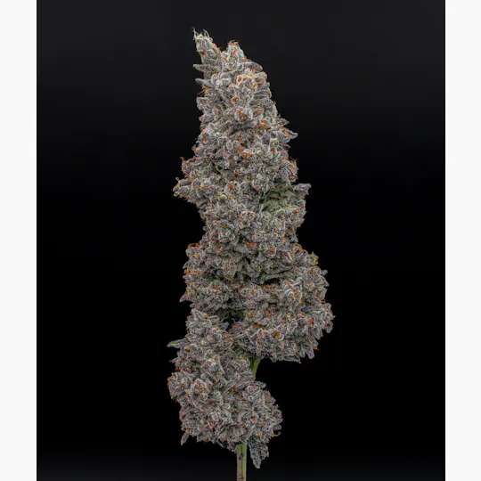Green Dynasty - Green Dynasty | White Truffle | Infused Joints | 0.5g each | 3pk - 1