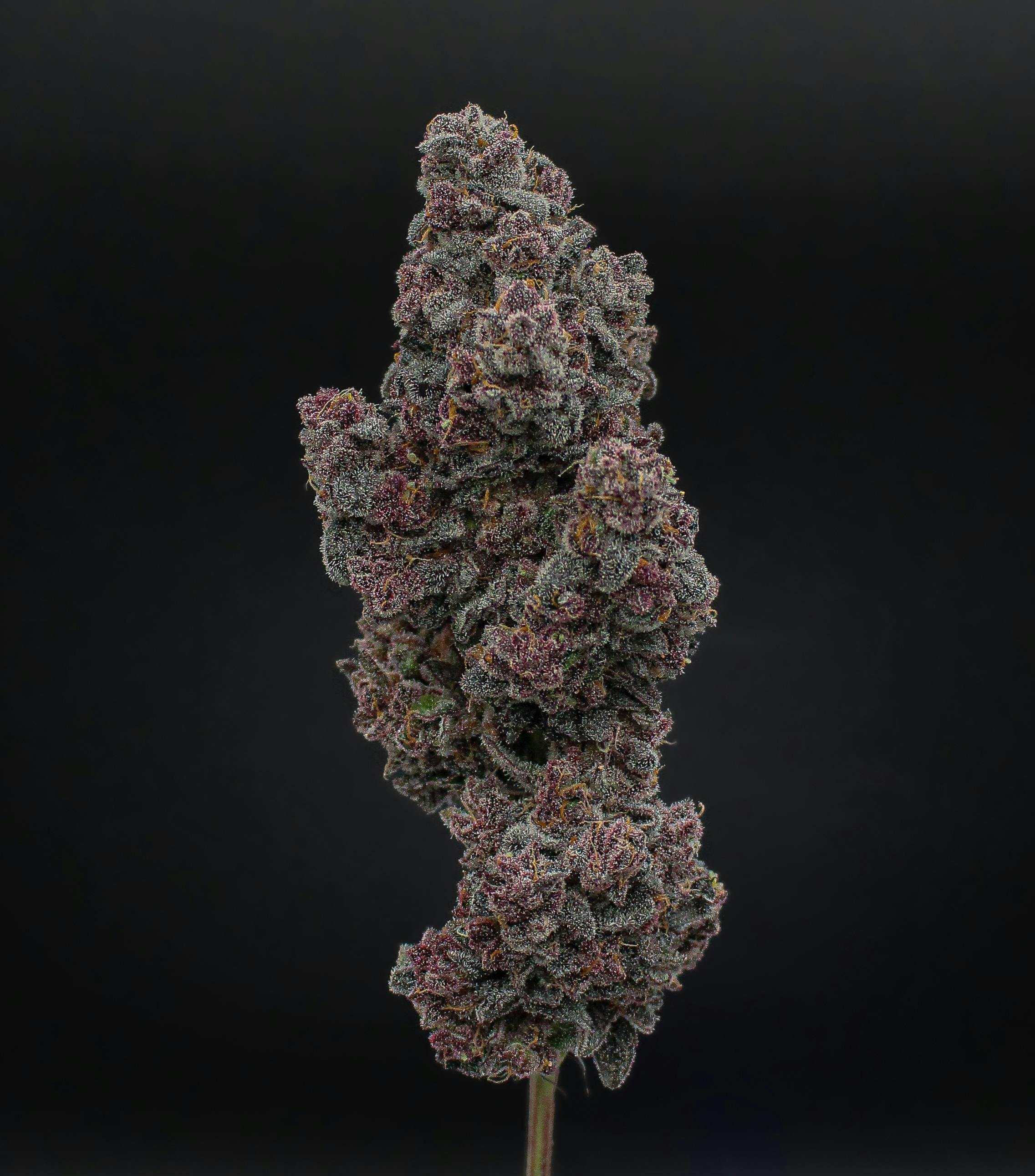 Green Dynasty - Green Dynasty | The One | Infused Joint | 1g - 1