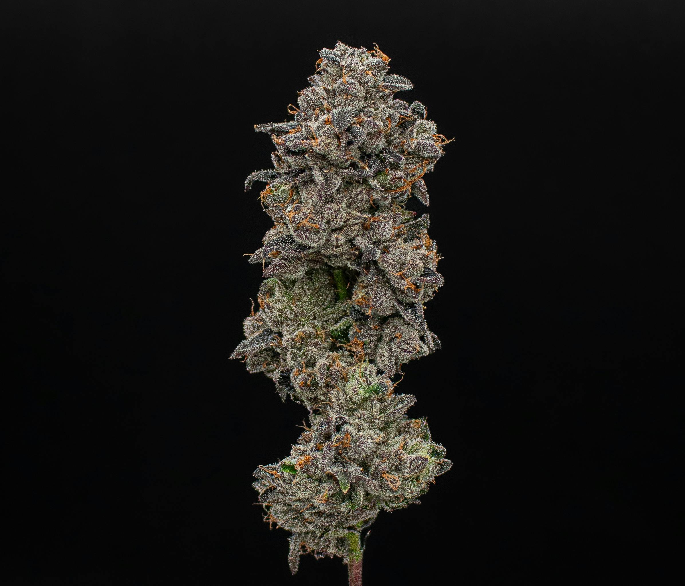 Green Dynasty - Green Dynasty | Runtz | Infused Joint | 1g - 1