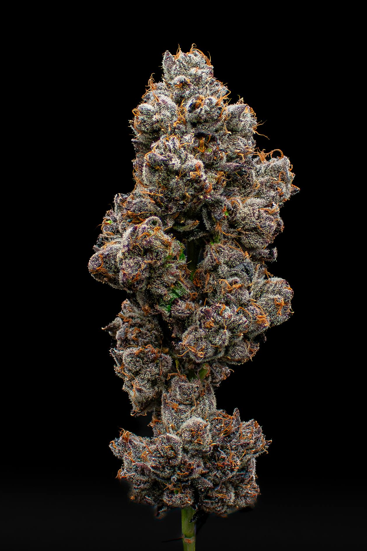 Green Dynasty - Green Dynasty | Tea Time | Joint | 1g - 1