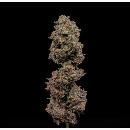 Green Dynasty - Green Dynasty | Frozen Joker | Infused Joint | 1g - 1