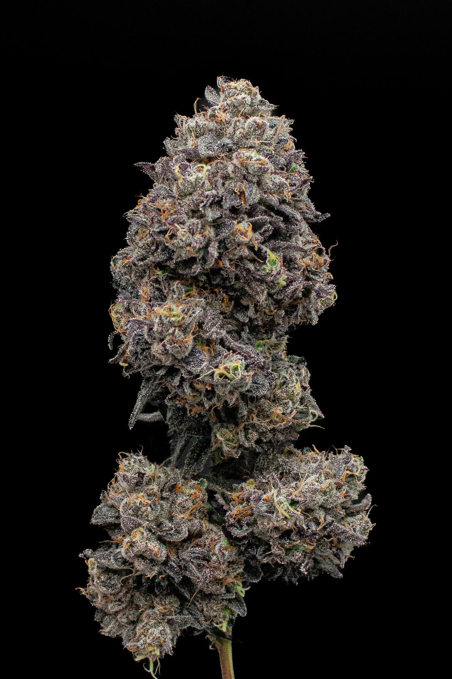 Green Dynasty - Green Dynasty | Kickflip Runtz | Infused Joint | 1g - 1