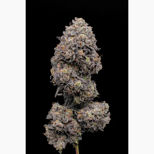 Green Dynasty - Green Dynasty | Kickflip Runtz | Infused Joint | 1g - 1