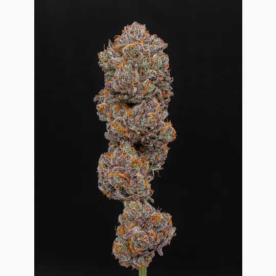 Green Dynasty - Green Dynasty | Tangie | Joints | 0.5g each | 20pk - 1