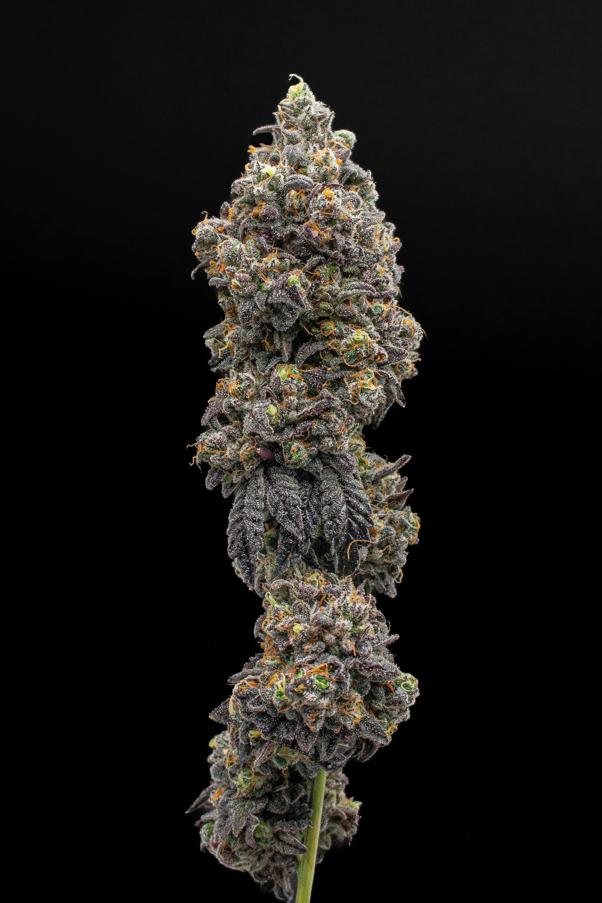 Green Dynasty - Green Dynasty | OG1 Kenobi | Joint | 1g - 1